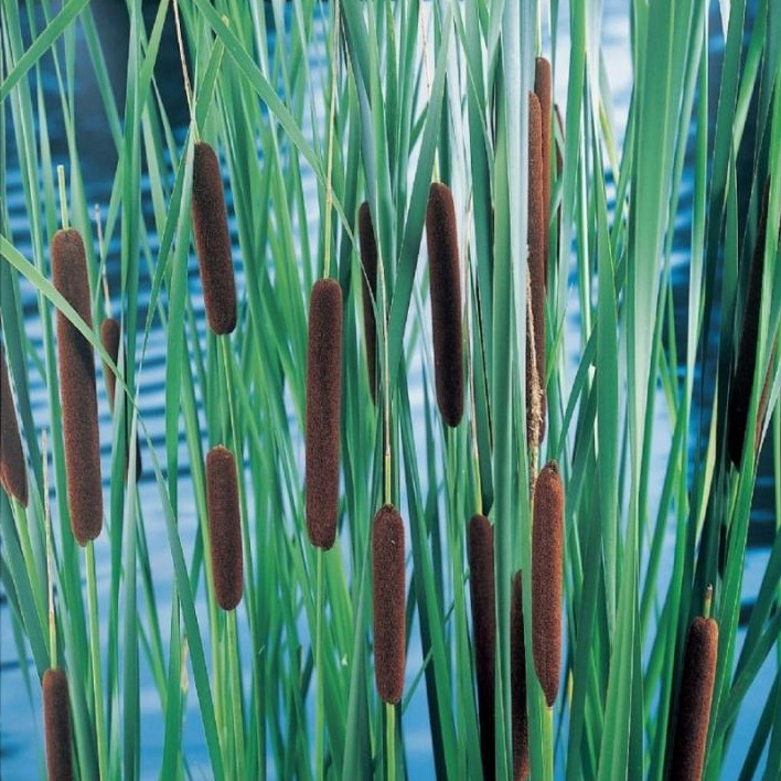 Typha laxmannii